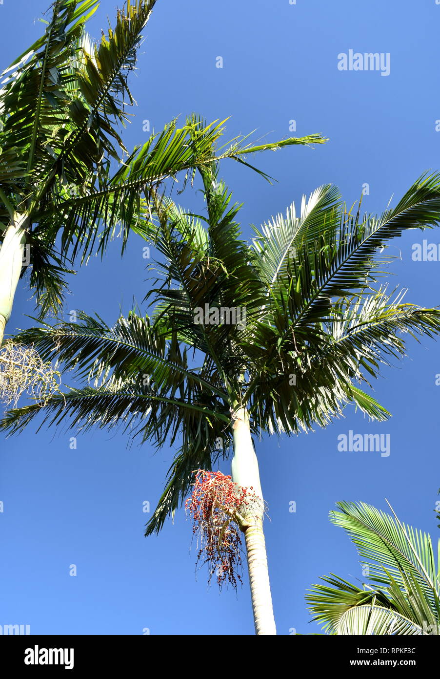 Alexander Palm High Resolution Stock Photography And Images Alamy