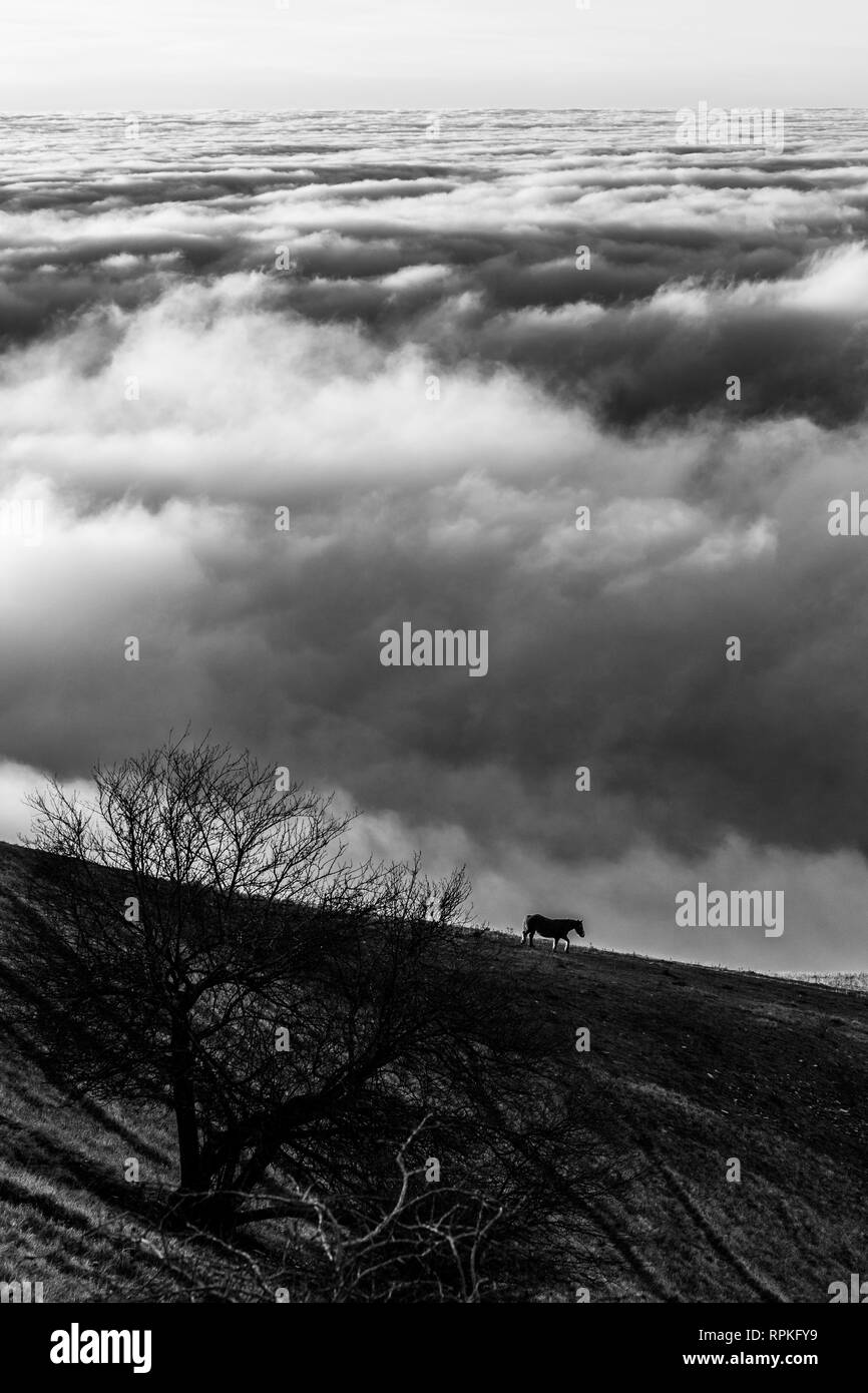 Horse on a mountain over a sea of fog at sunset, with a tree on the foreground Stock Photo