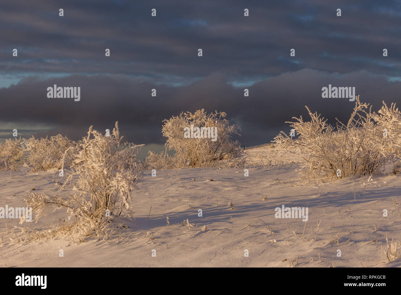 Subasio mountain (Umbria, Italy) in winter, covered by snow, with plants and sun Stock Photo