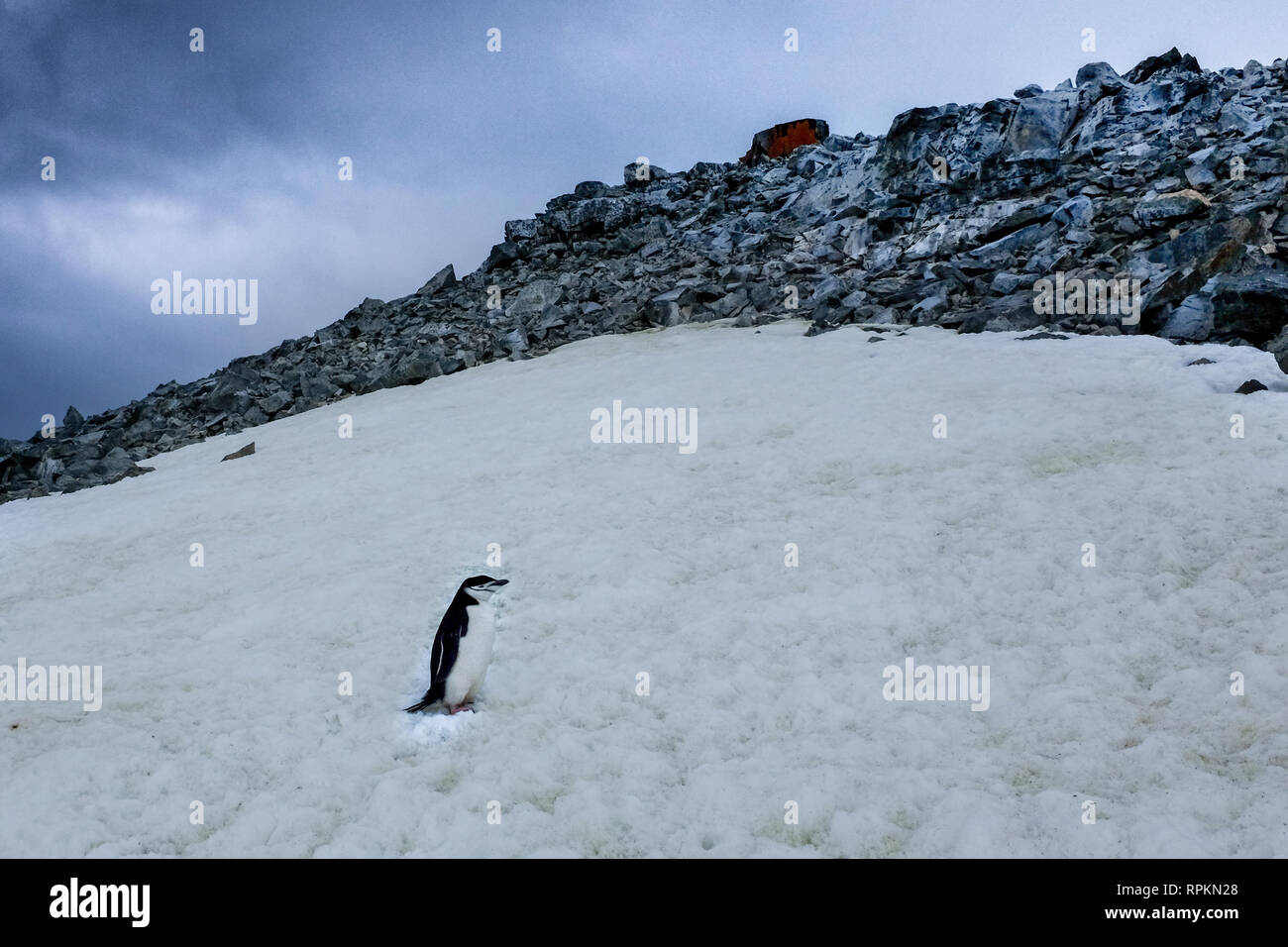 Scene of icebergs, penguins, seals, snow and ice in Antarctica, world's southernmost continent Stock Photo