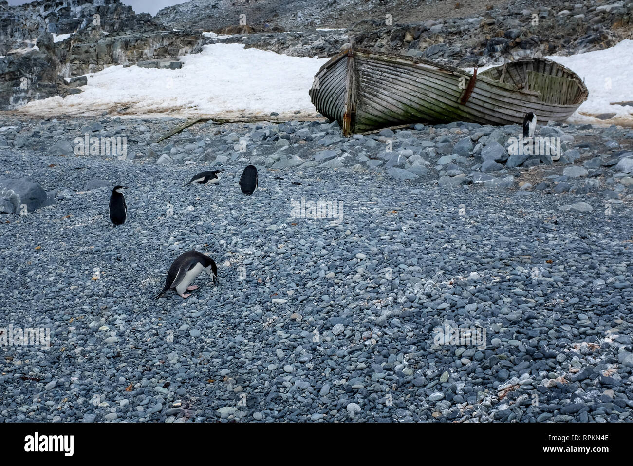 Scene of icebergs, penguins, seals, snow and ice in Antarctica, world's southernmost continent Stock Photo