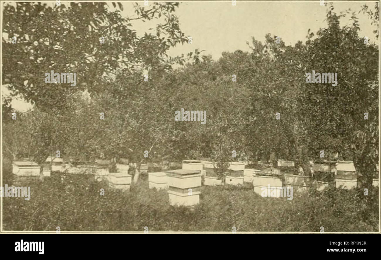 American Bee Journal Bee Culture Bees At The Sack Apiary