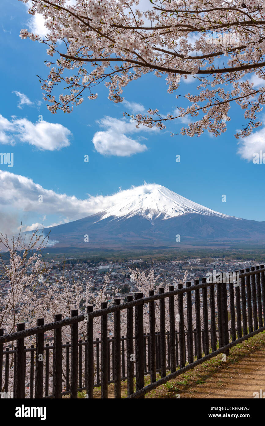 Mount Fuji ( Mt. Fuji ) with blue sky background in sakura cherry blossoms. Arakurayama Sengen Park, Fujiyoshida , Yamanashi, Japan Stock Photo