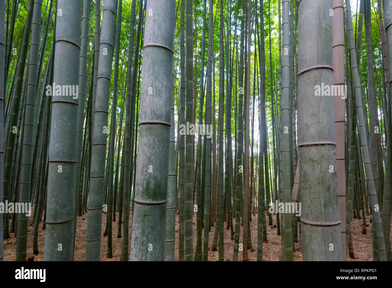 Arashiyama bamboo grove located just outside of Kyoto, Japan Stock Photo