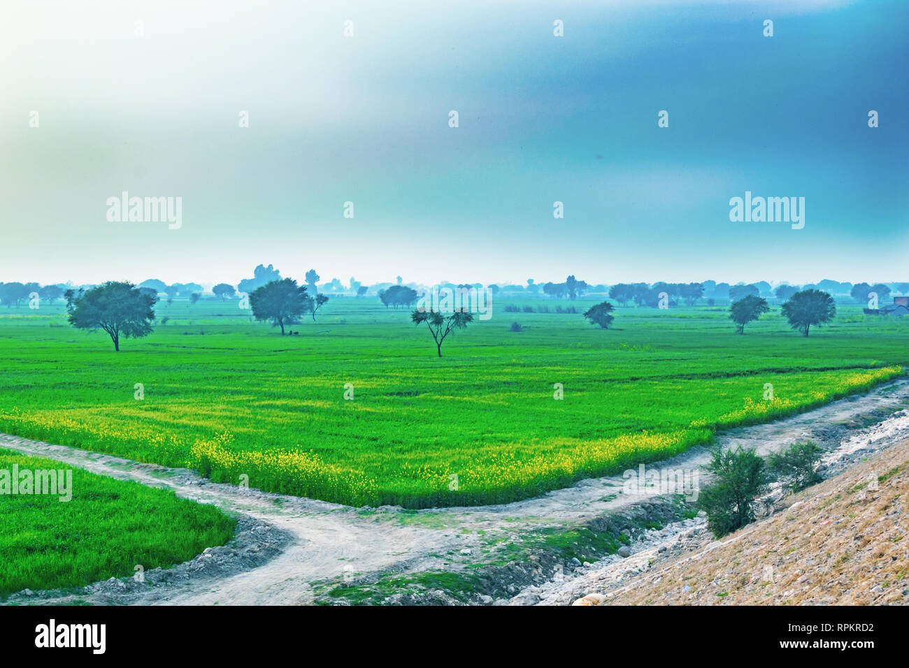 trees in a green field with blue sky background Stock Photo - Alamy
