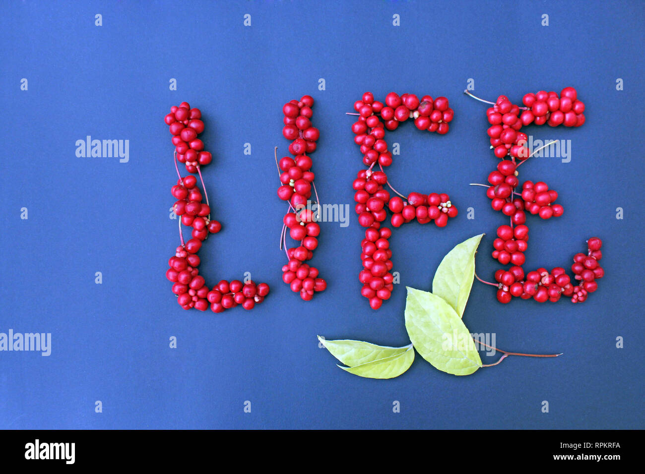 Schisandra chinensis. Word Life from red berries of schisandra as sigh of lifestyle on dark blue background. Healthful schisandra. Stock Photo