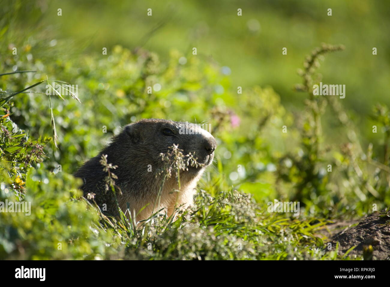 zoology / animals, mammal / mammalian, marmots, Alpine marmot, (Marmota marmota), at Grande Casse, Van, Additional-Rights-Clearance-Info-Not-Available Stock Photo