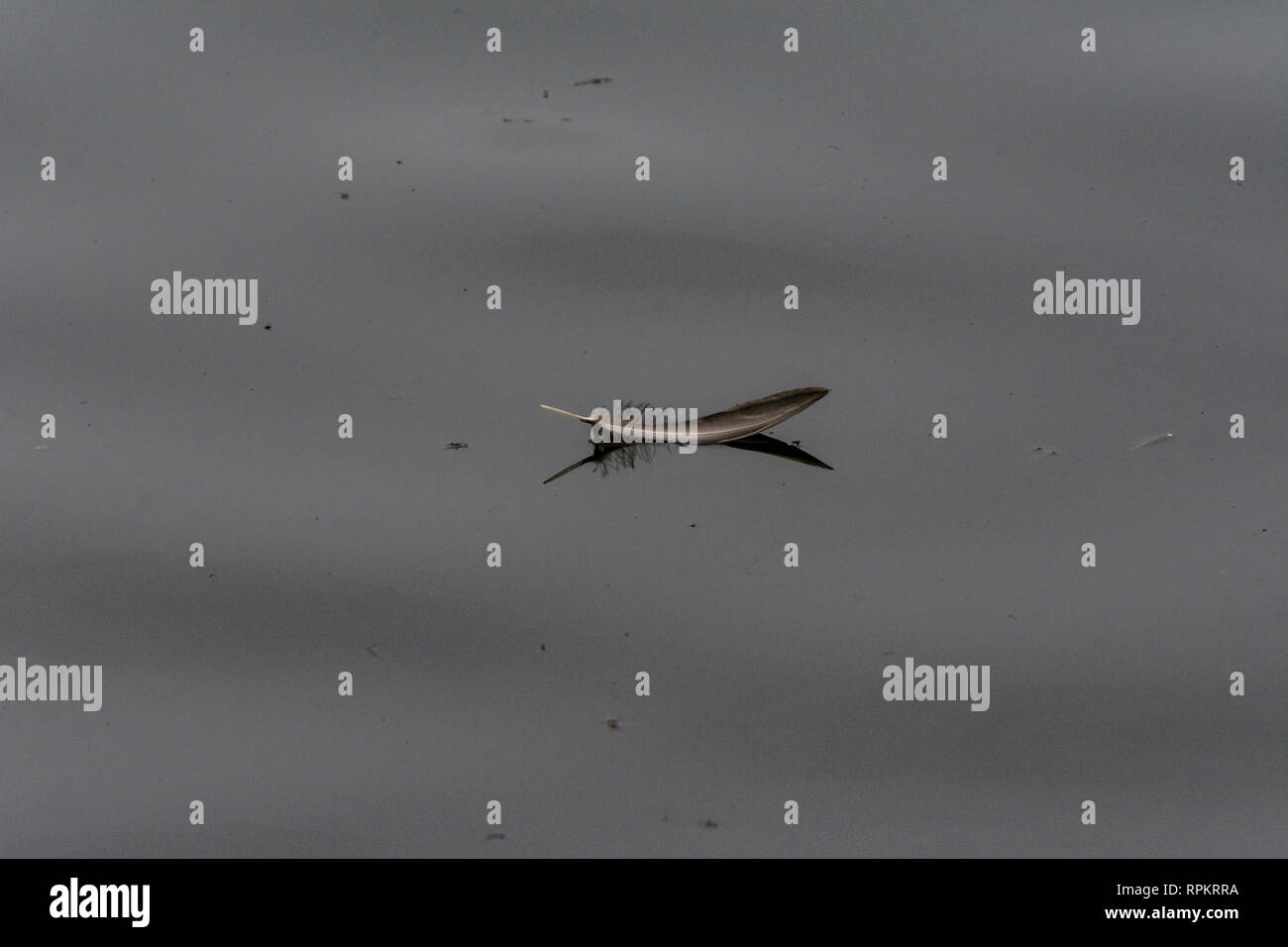 A feather floating on water Stock Photo Alamy