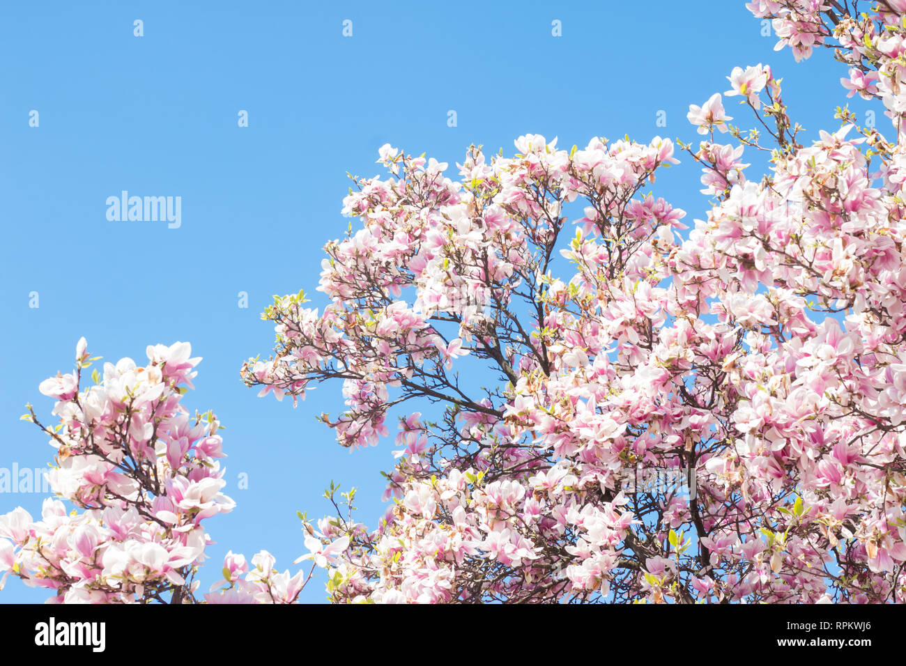 Magnolia tree flowers blossom in spring, blue sky Stock Photo - Alamy