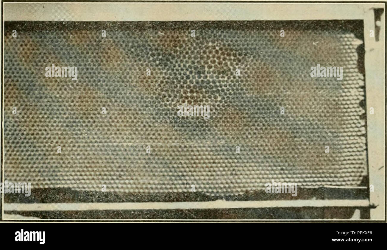 . American bee journal. Bee culture; Bees. FIG. 5.—HOLE IN BROOD-COMB GNAWED BY MICE harder the bees he has or keep more bees ? The second man must either push harder or maintain present aver- age with less labor. The relation of equipment to cost of operation is a delicate one. It is easy to put too much money into equipment and it is equally as easy to add mate- rially to one's labor by insufficient or poorly made and ill-fitting apparatus. There is a fine field for the exercise of good judgment in the matter of equip- ment. Taking the case of the specialist and granting a well chosen equipm Stock Photo