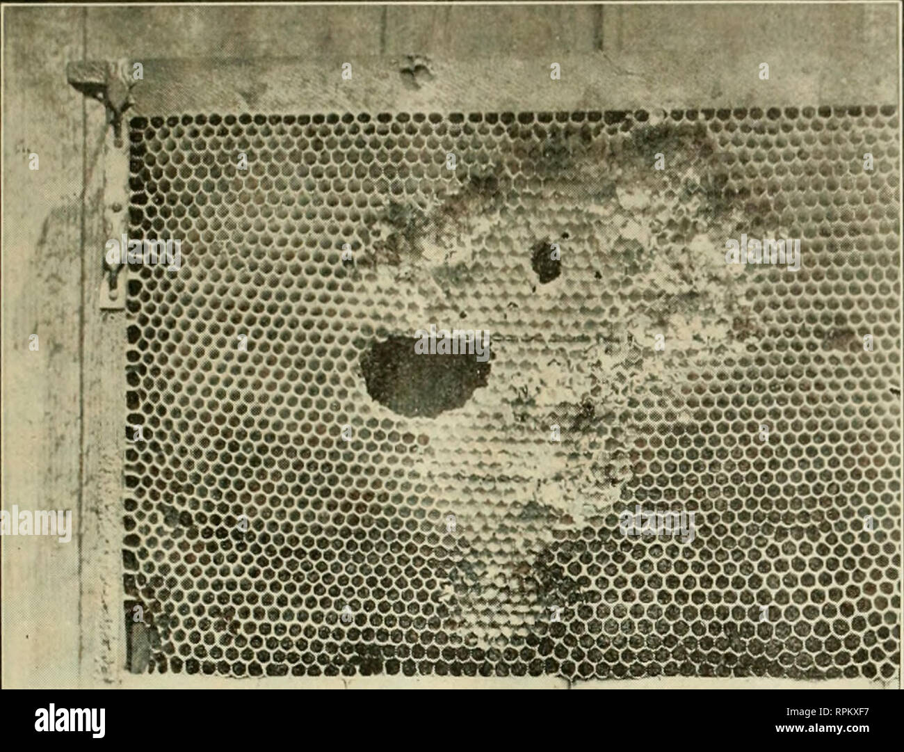 . American bee journal. Bee culture; Bees. July, I9n;. 225 American Hee JournaTjl. FIG. 5.—HOLE IN BROOD-COMB GNAWED BY MICE harder the bees he has or keep more bees ? The second man must either push harder or maintain present aver- age with less labor. The relation of equipment to cost of operation is a delicate one. It is easy to put too much money into equipment and it is equally as easy to add mate- rially to one's labor by insufficient or poorly made and ill-fitting apparatus. There is a fine field for the exercise of good judgment in the matter of equip- ment. Taking the case of the spec Stock Photo