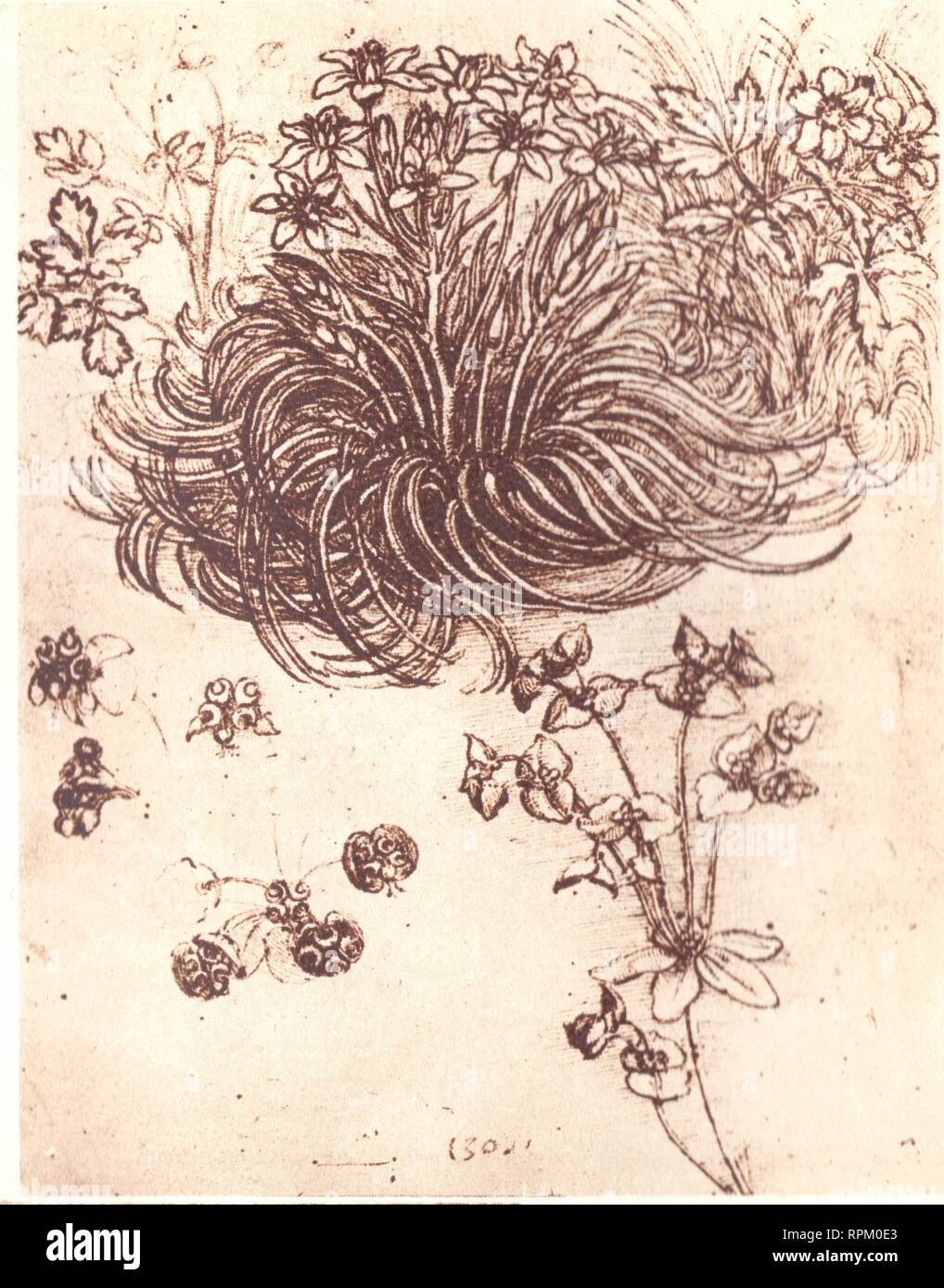 PLANT STUDIES . LEONARDO DA VINCI Stock Photo Alamy