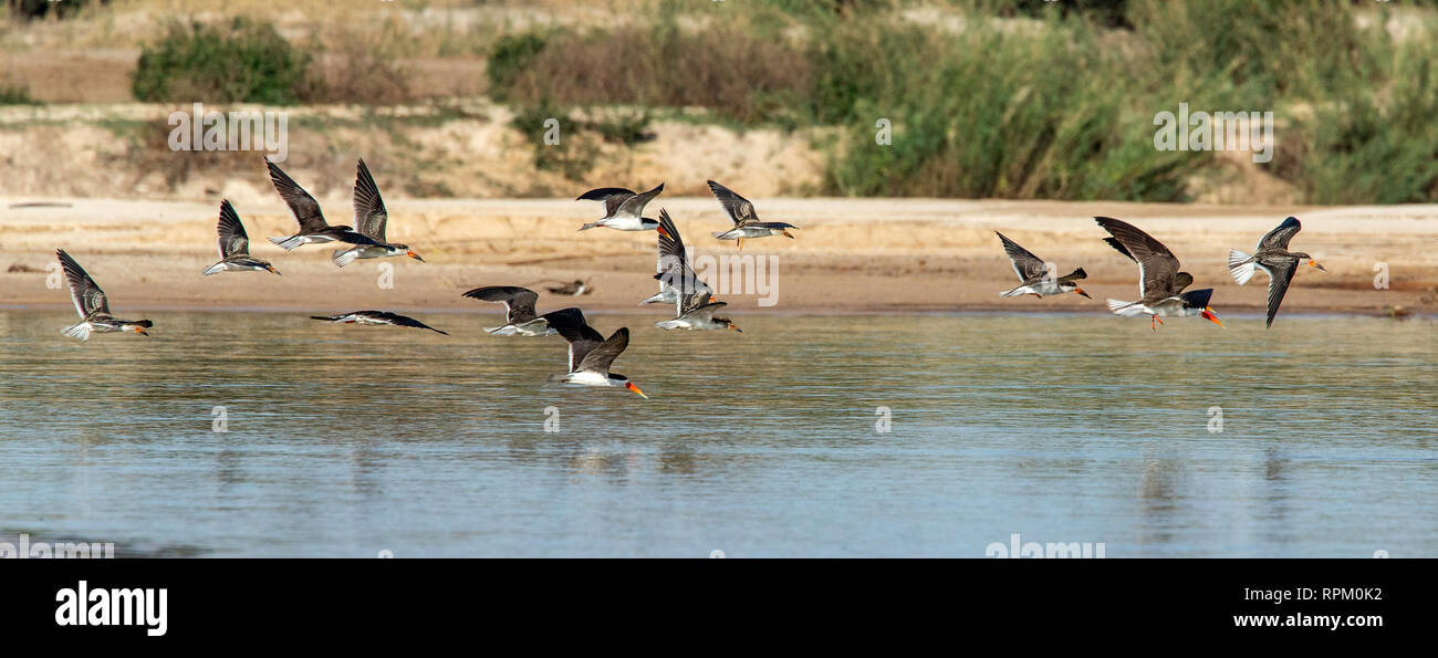 A flock of African Skimmers (Rynchops flavirostris), a species of concern, in flight over the Zambezi. Stock Photo