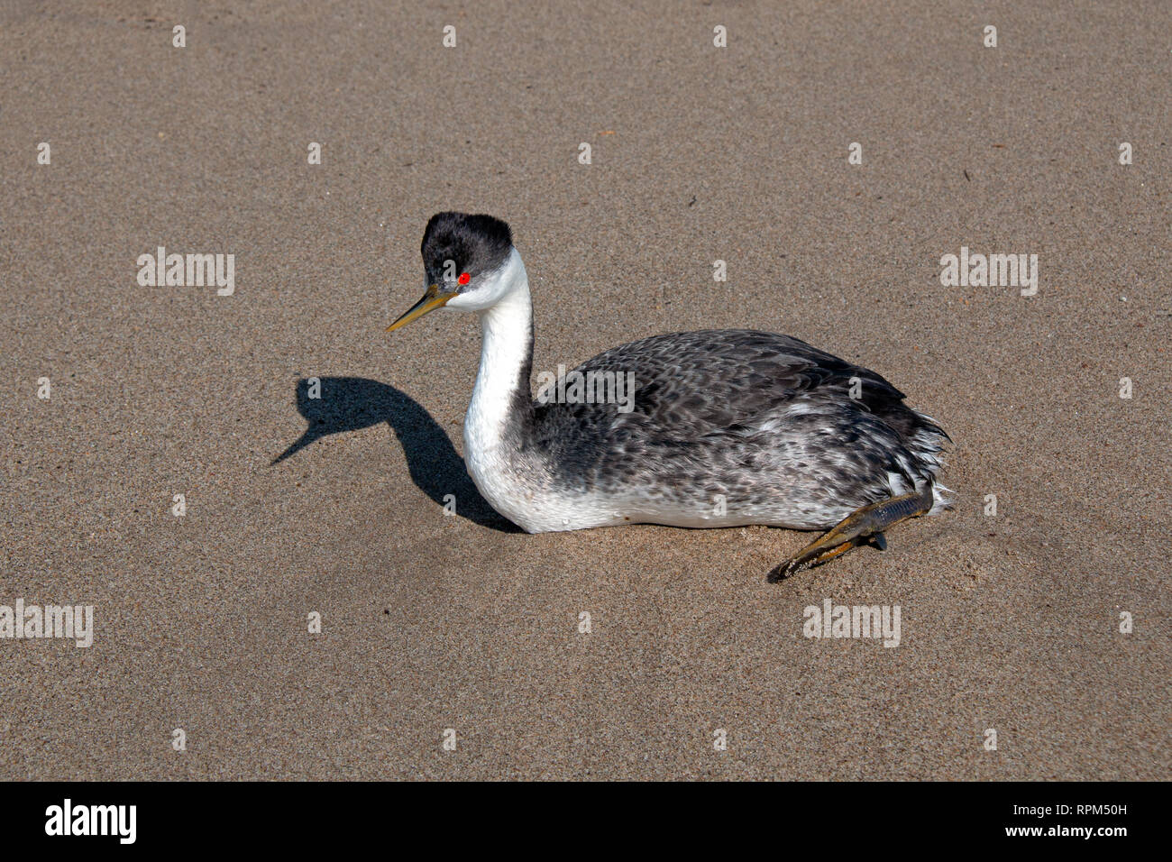 Western grebe [aechmophorus occidentalis] and shadow on Surfers Knoll beach at McGrath State Park in Ventura California United States Stock Photo