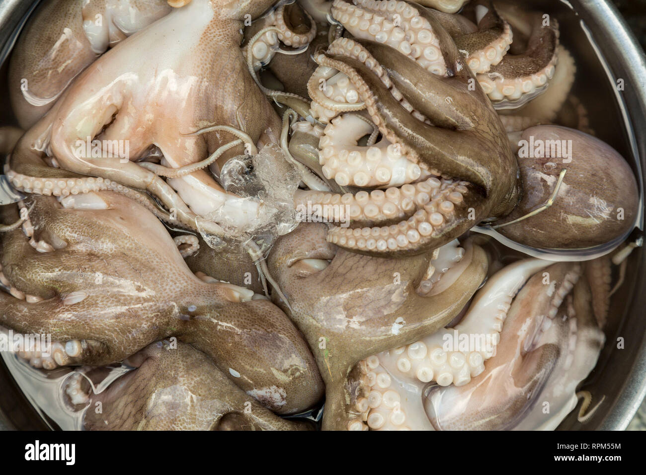 Tentacle of octopus — Stock Photo © surabhi25 #6585144