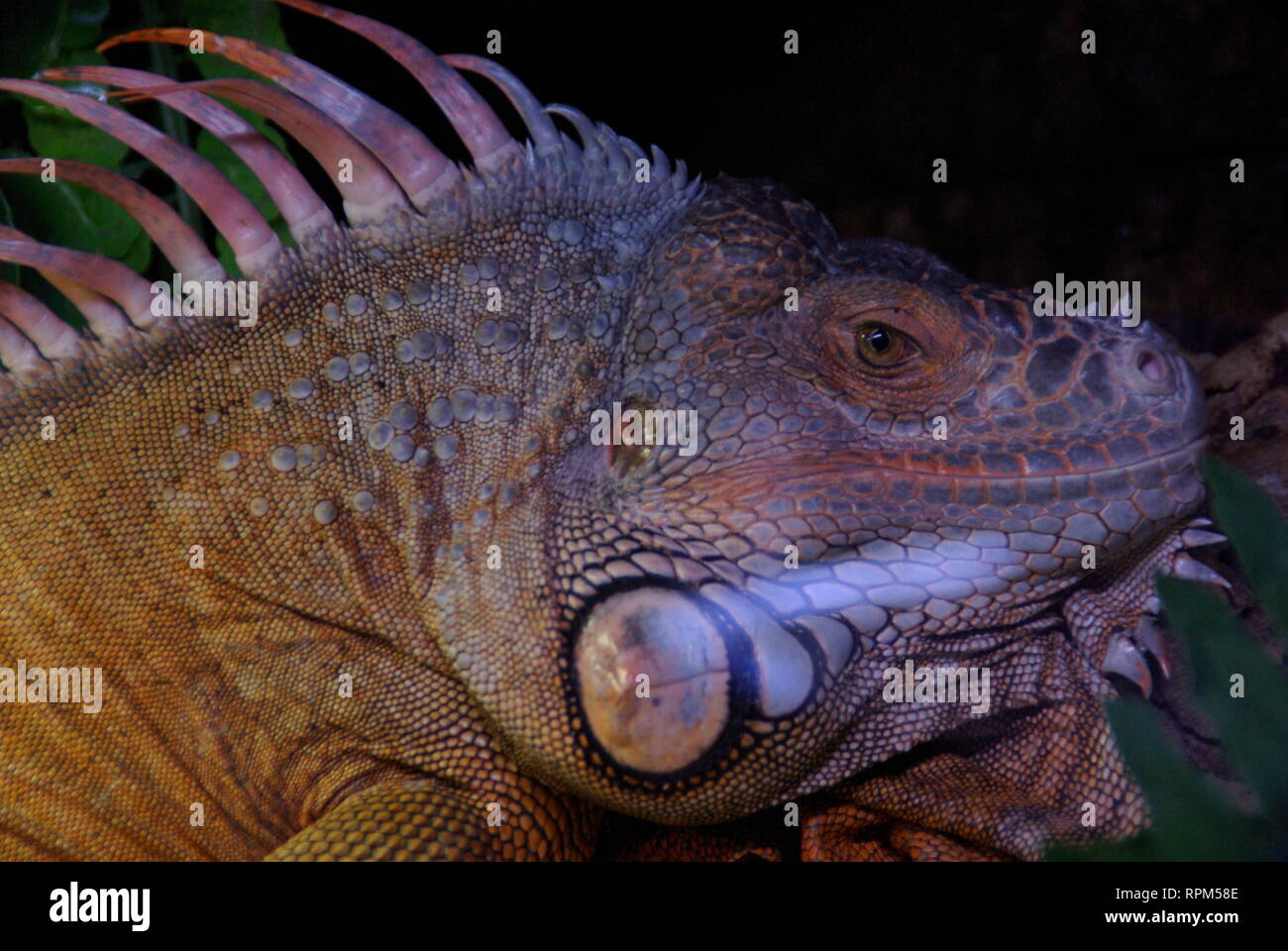 Head of an iguana Stock Photo