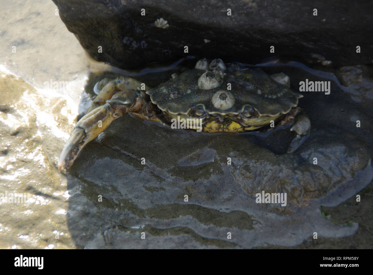 Green crab with barnacle sitting under a rock Stock Photo