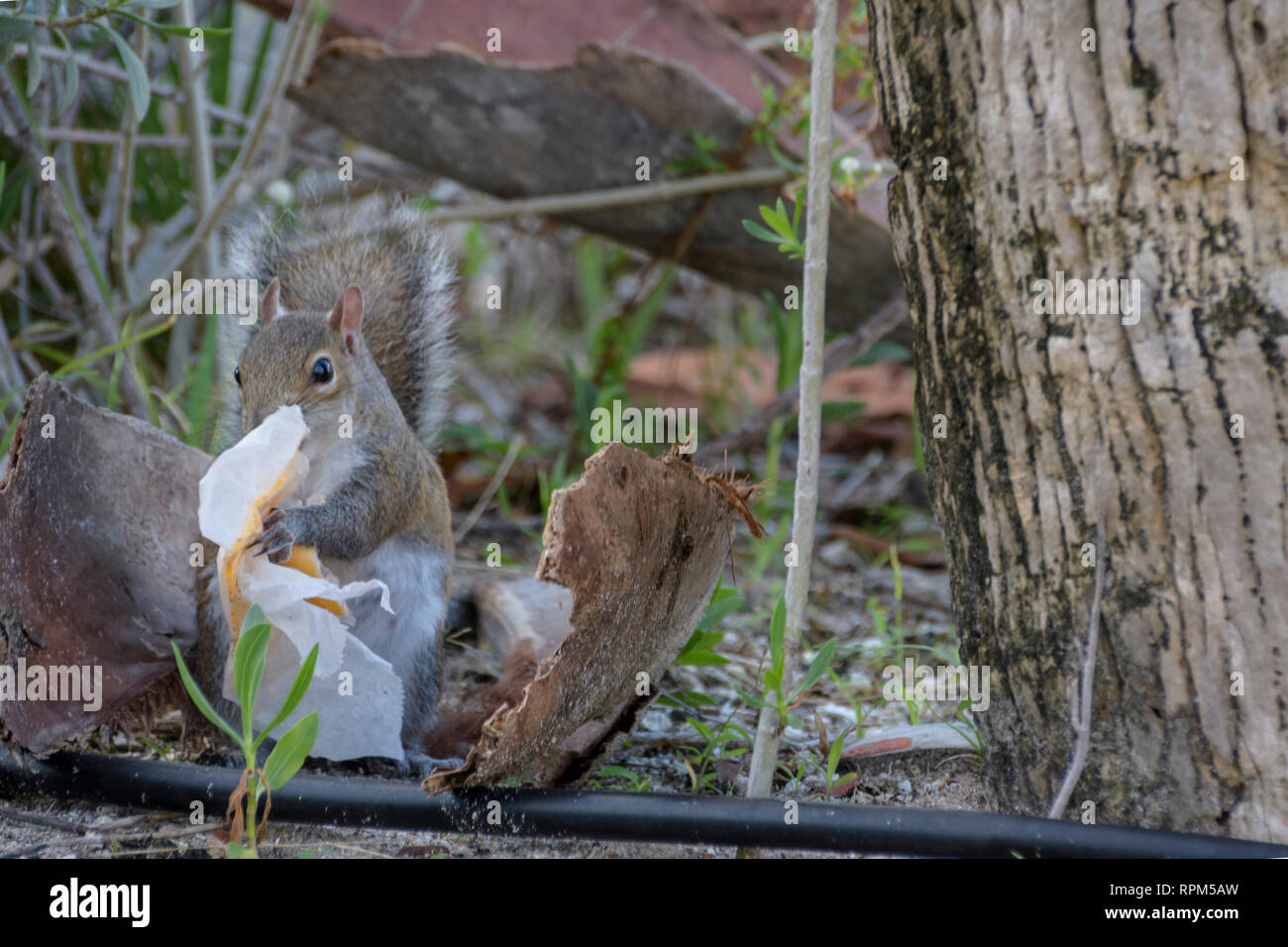 A squirrel eating waist/plastics Stock Photo Alamy