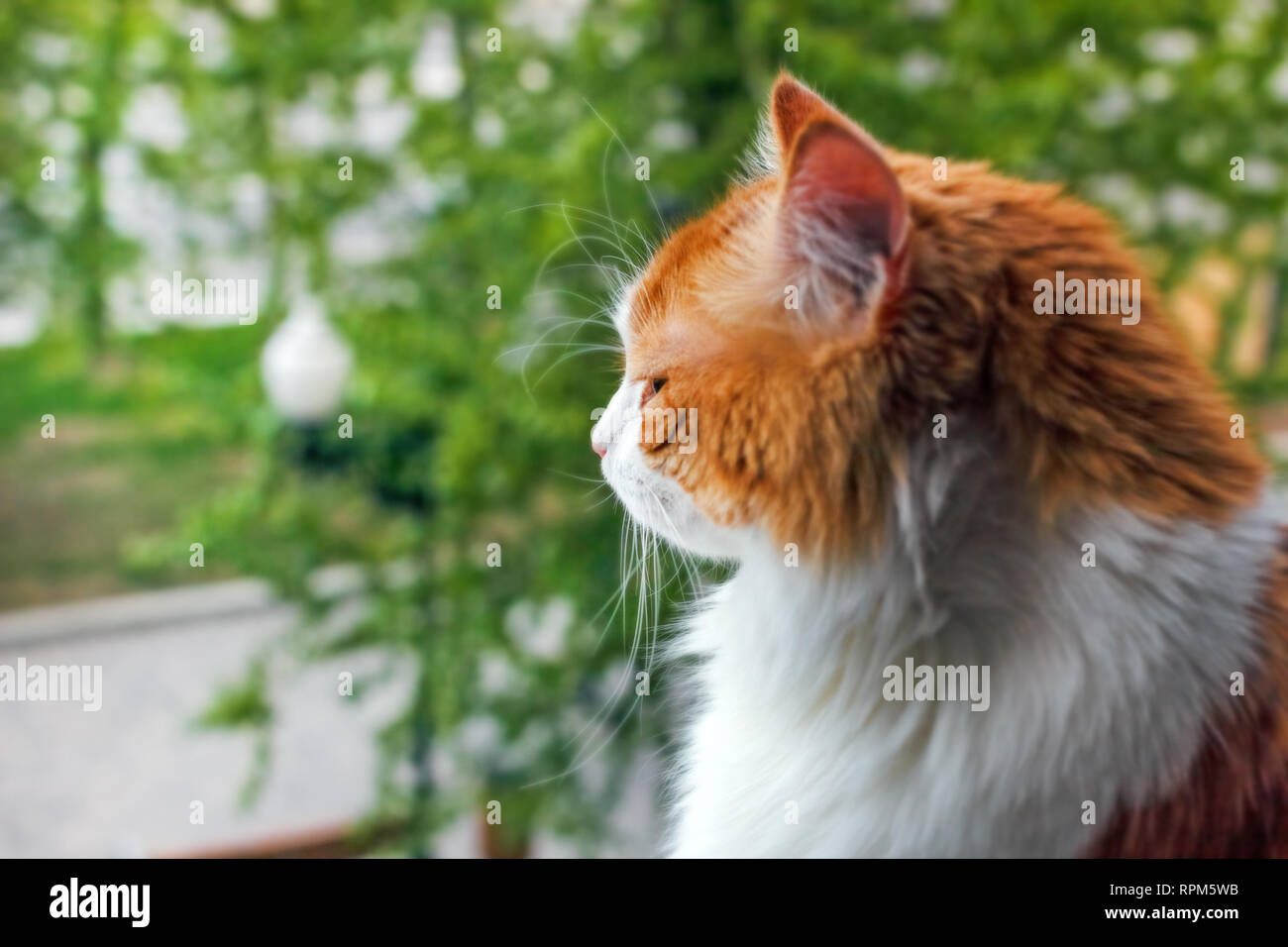 Adult red cat in profile on green background at summer day Stock Photo