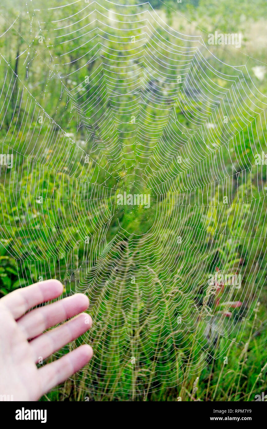 Human hand indicating to big spider's web with drops of dew at dawn. Wet grass before sun raise. Spider web with droplets of water Stock Photo