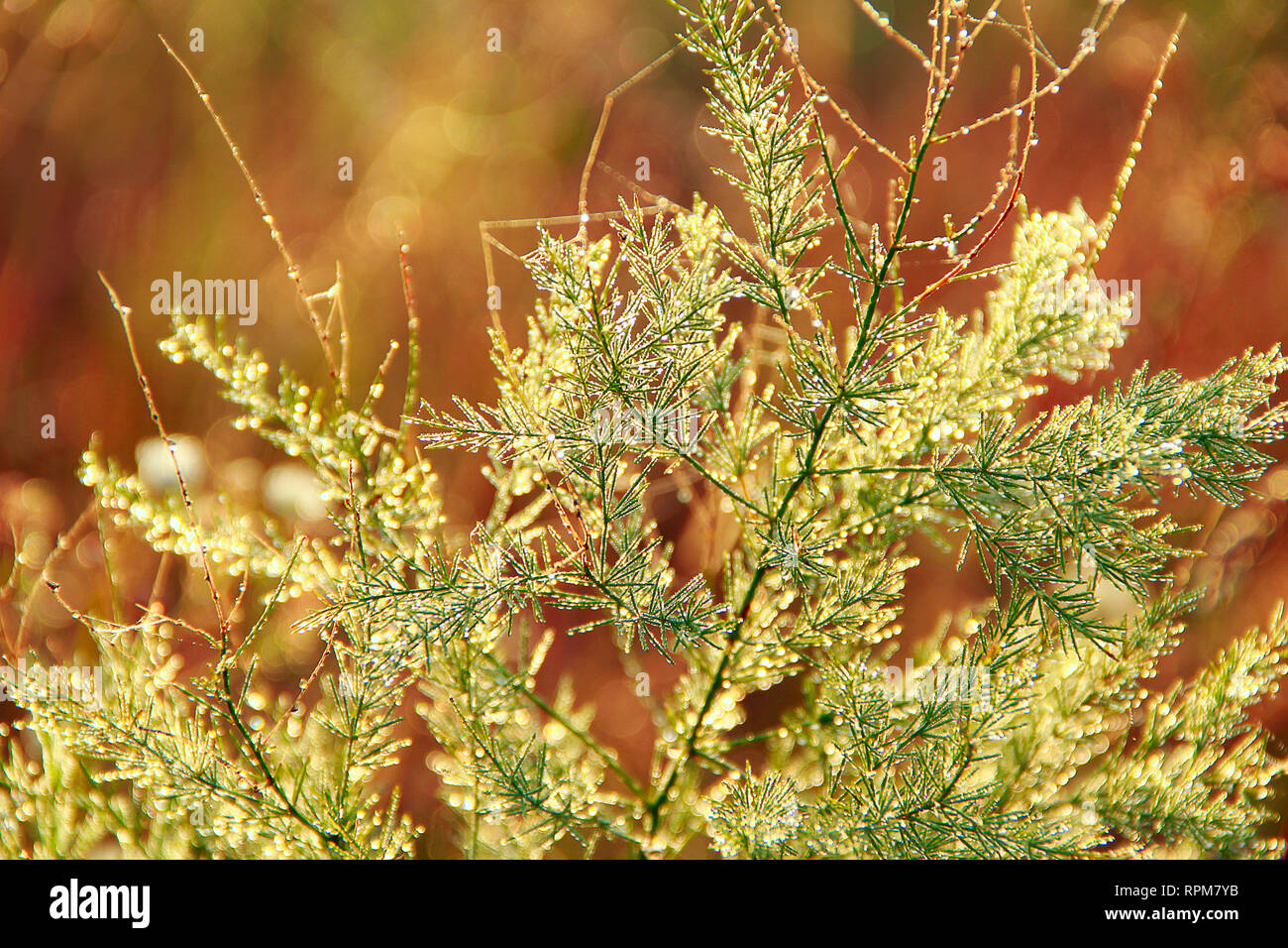 Branches of asparagus officinalis in morning dew. Green leaves of asparagus officinalis with