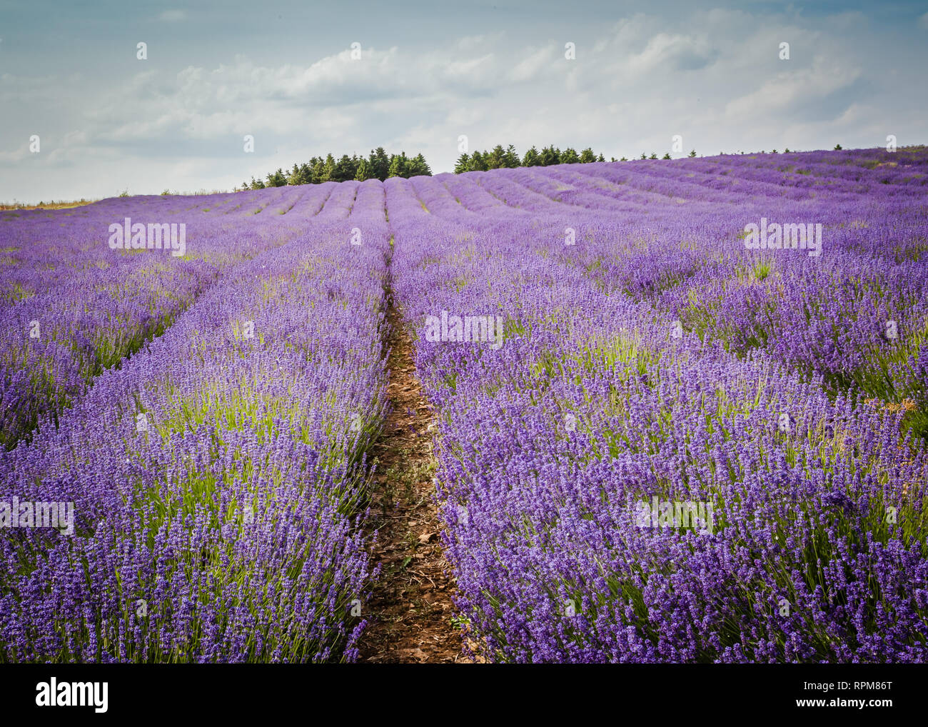 Rows of English lavender in fields at Snowshill, Gloucestershire in the Cotswolds. Stock Photo