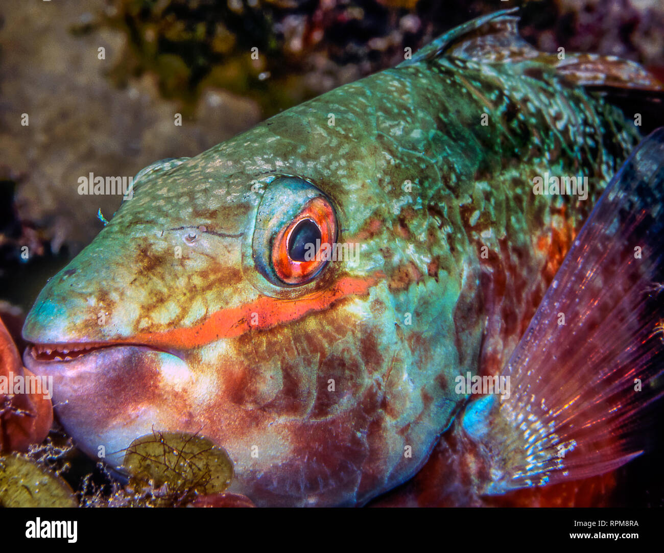 Parrotfish tropical fish found in  subtropical oceans around the world. Stock Photo