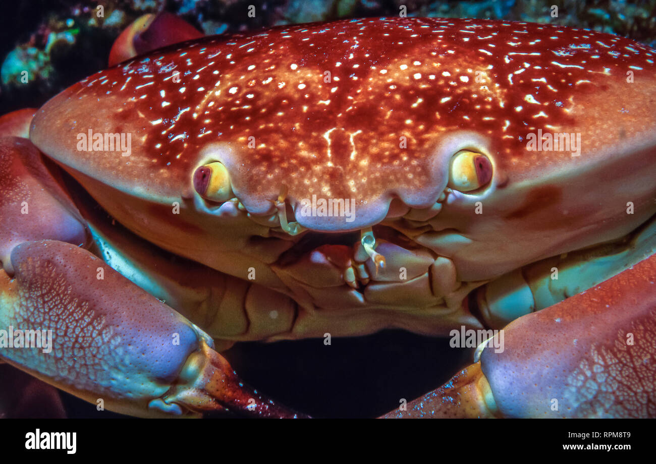 Carpilius corallinus or Batwing Coral Crab in closeup at night Stock Photo