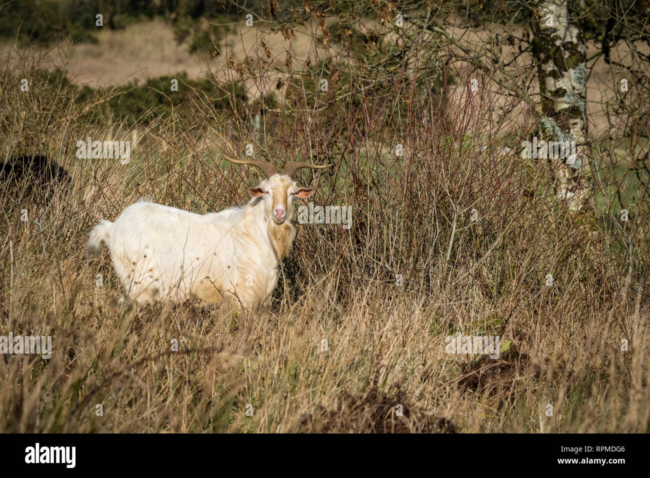 A wild goat roaming free in the Irish countryside Stock Photo