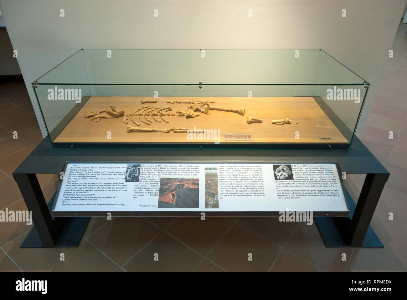 Replica of Lucy skeleton (Australopithecus afarensis) at Prehistoric Museum of Pofi, Lazio, Italy Stock Photo