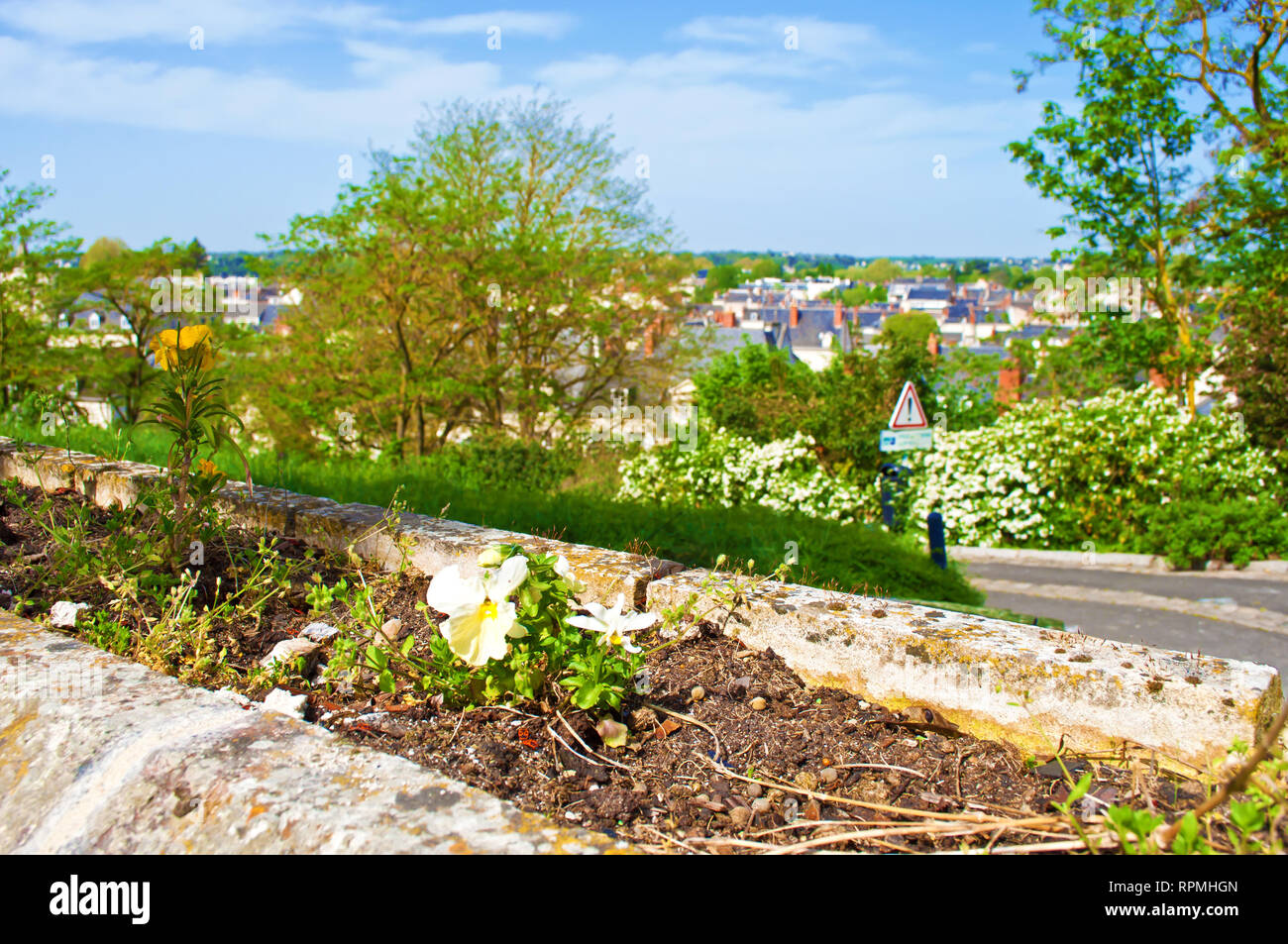 Johnny Jump up flowers on a flowerbed in Saumur, France. Cut green grass, high trees with young leaves and lush greenery, bright blue sky many gray ro Stock Photo