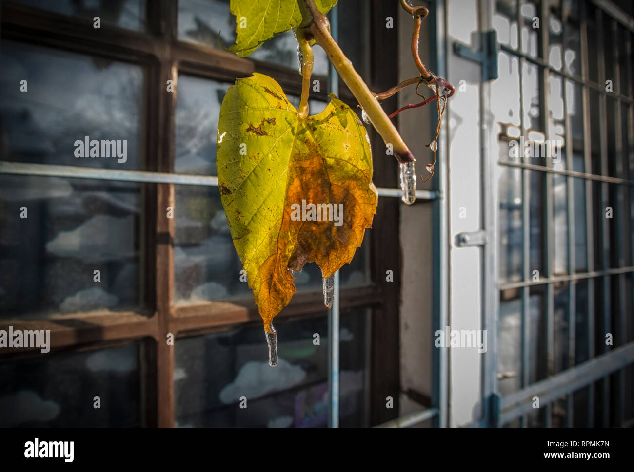 A dry leaf with icicles in front of a window Stock Photo