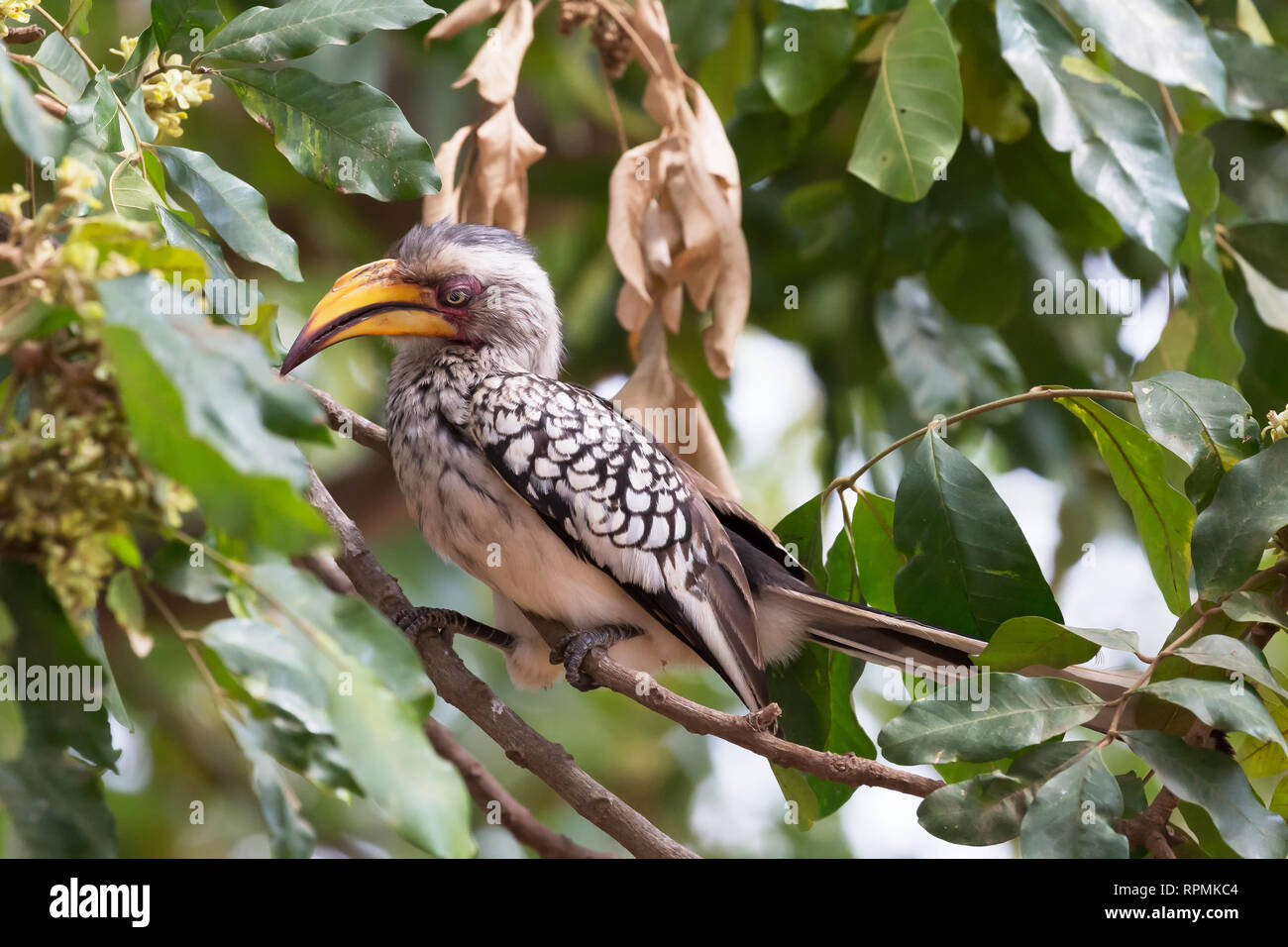 Southern Yellow billed horn-bill, sitting in some tree branches in Kruger national park, south Africa Stock Photo