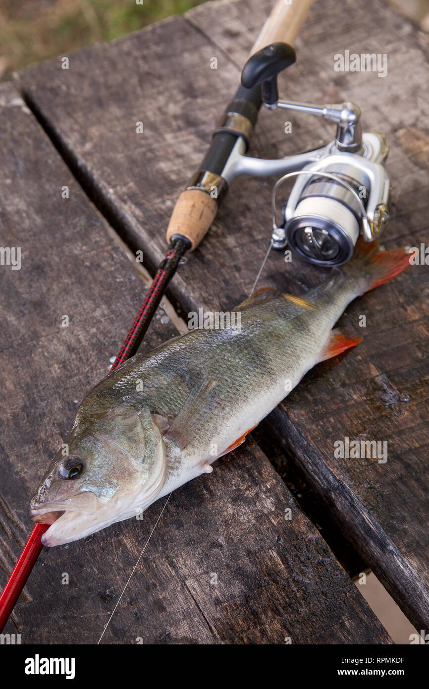 Freshwater perch and fishing rod with reel lying on vintage wooden  background. Fishing concept, trophy catch - big freshwater perch fish just  taken fr Stock Photo - Alamy