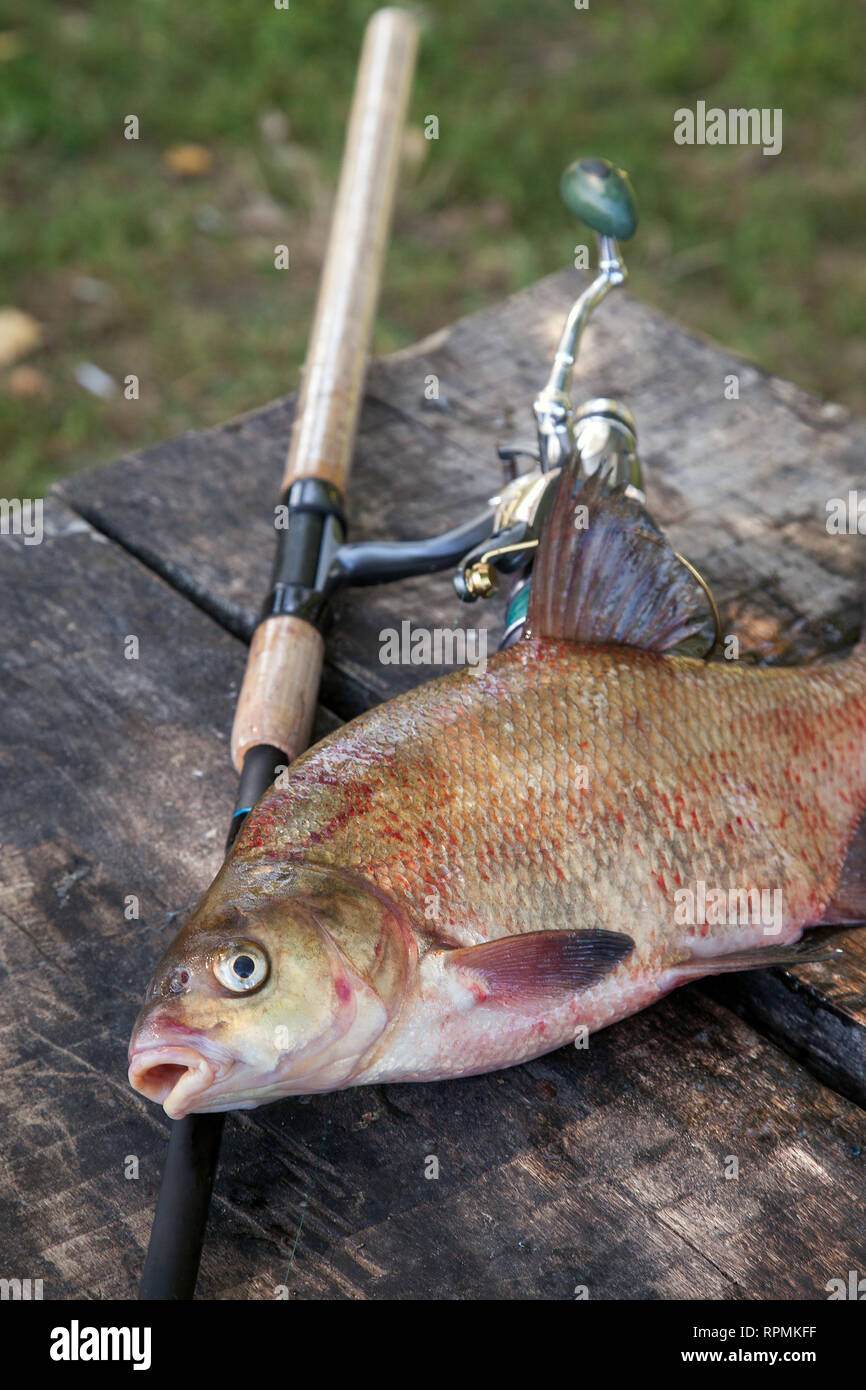 Feeder rod hi-res stock photography and images - Page 5 - Alamy