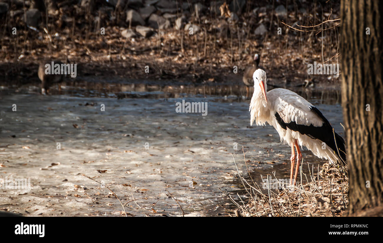 Beautiful white stork with long red beak and legs standing in water and looking away. Wild bird on the lake, Europe, Ukraine. Stock Photo