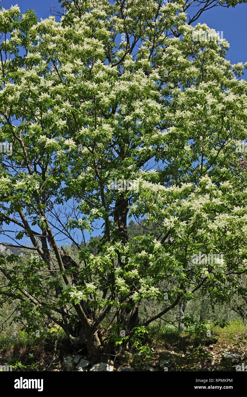manna ash tree in full blooming, spring, italy, umbria, terni Stock Photo