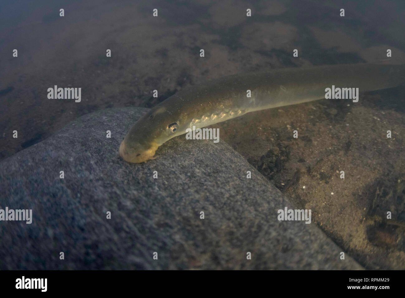 River Lamprey , Lampetra fluviatilis, Adult suck to a rock, Yorkshire Ouse, November Stock Photo