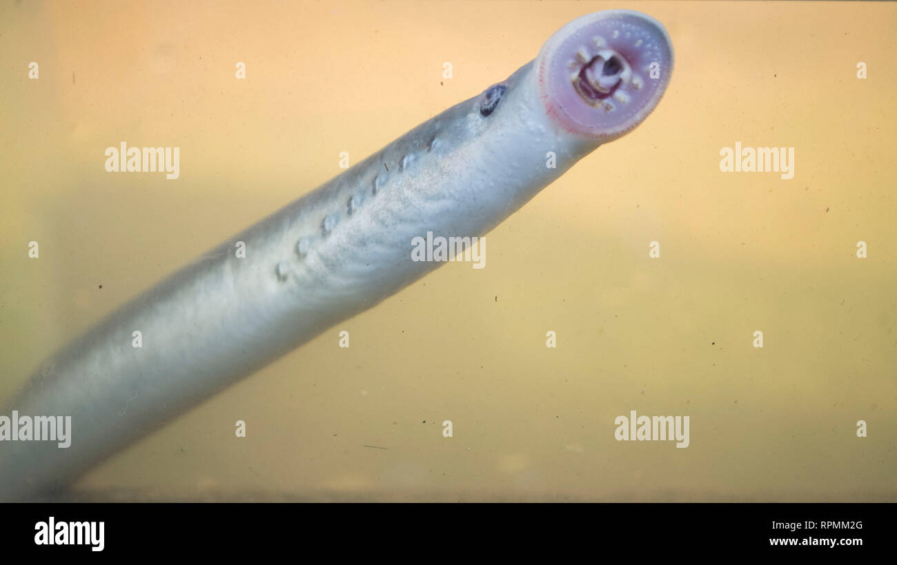 River Lamprey , Lampetra fluviatilis, Adult suck to a rock, Yorkshire Ouse, November Stock Photo