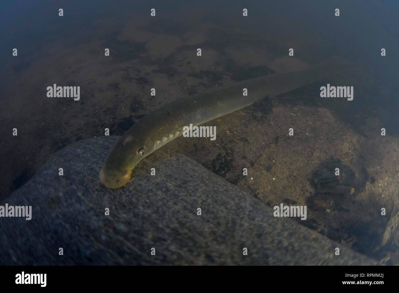 River Lamprey , Lampetra fluviatilis, Adult suck to a rock, Yorkshire Ouse, November Stock Photo