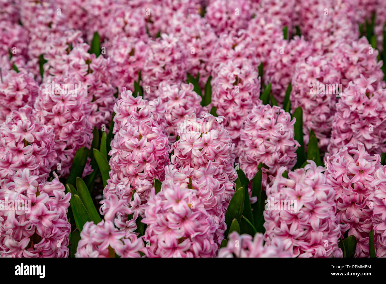 Flower field in Holland with rose-colored hyacinths Stock Photo - Alamy