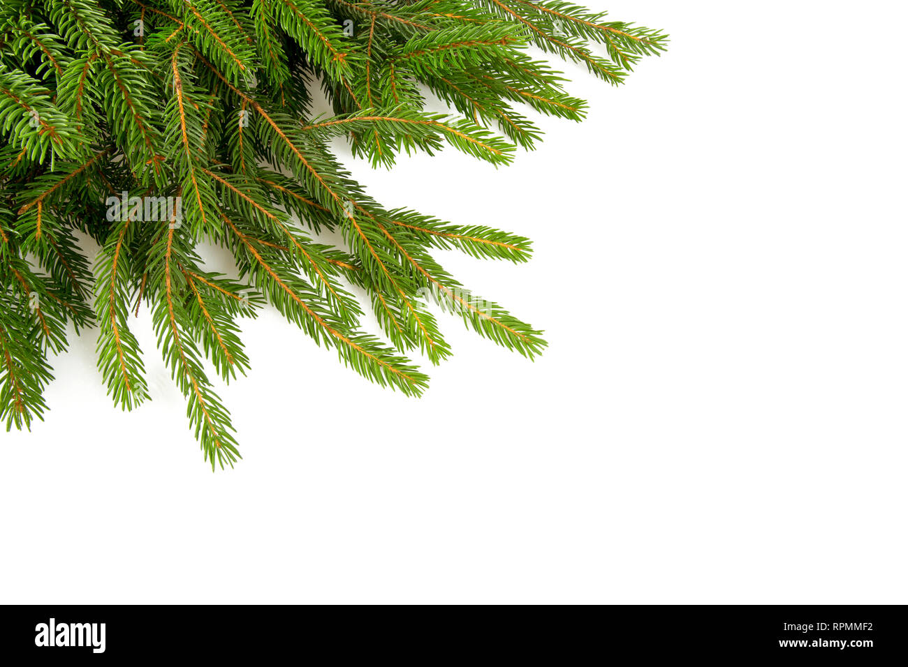 fir tree branch isolated on white Stock Photo - Alamy
