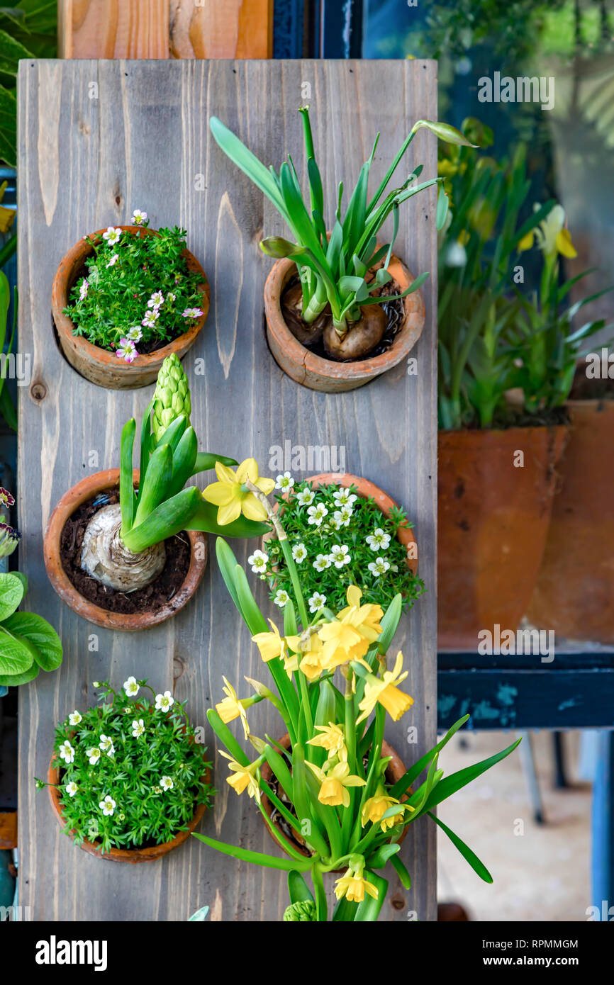 Several spring plants in a clay pot on a table Stock Photo