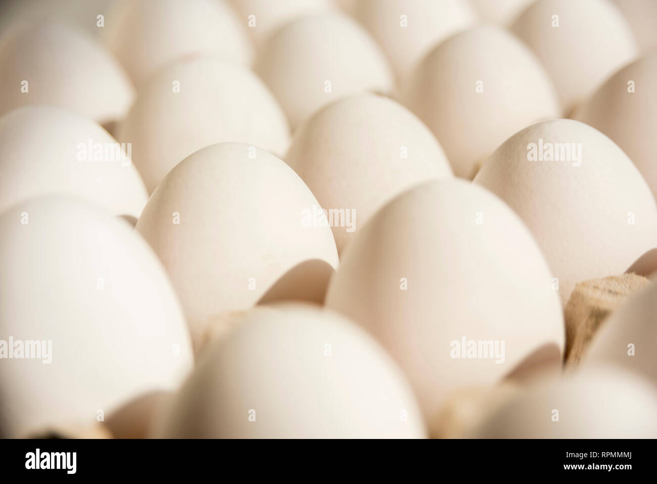 Many white eggs in egg carton Stock Photo Alamy