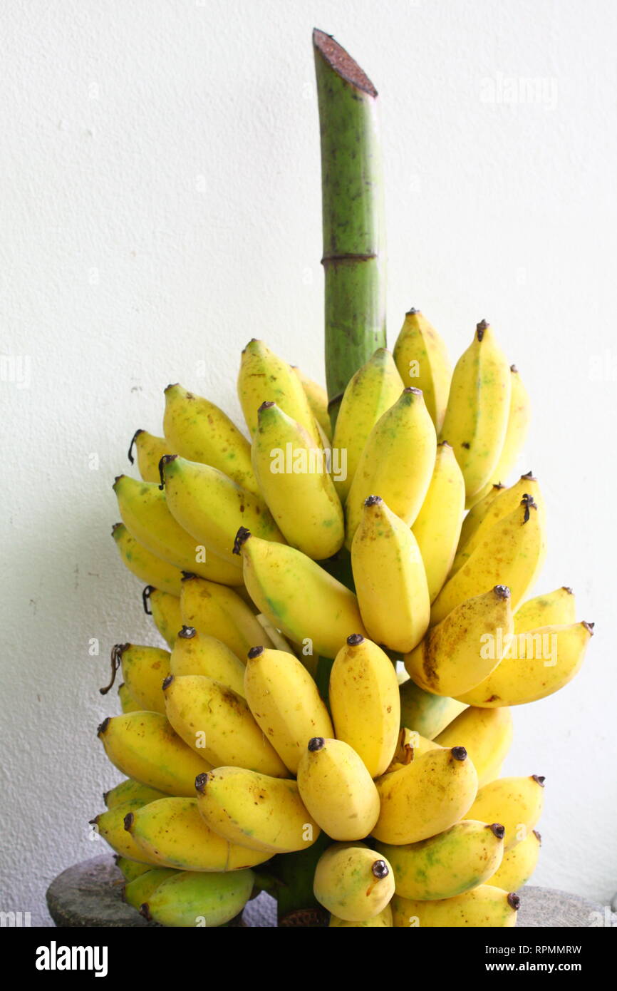 bunch of ripe bananas from Thailand Stock Photo Alamy