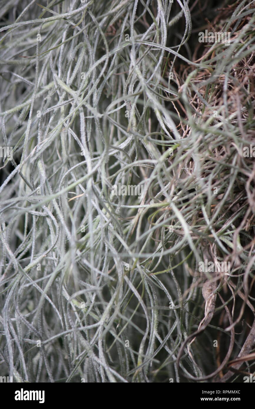 Flawless, stunning Spanish moss (Tillandsia usneoides) plant growing in the sunny meadow. Stock Photo