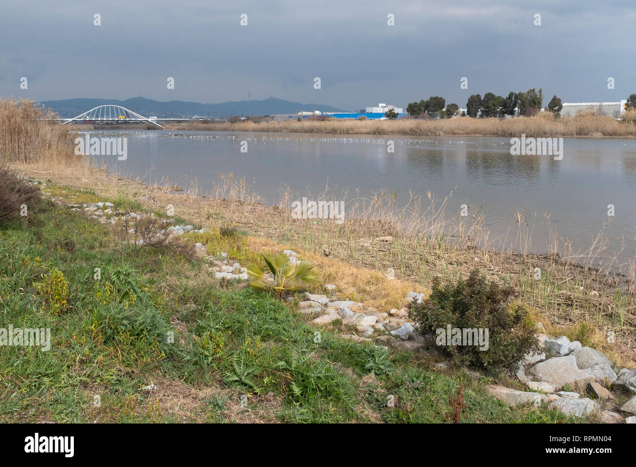 Llobregat River with industrial area in background and garbage in the foreground. Natural Areas of the Llobregat Delta. Catalonia. Spain. Stock Photo