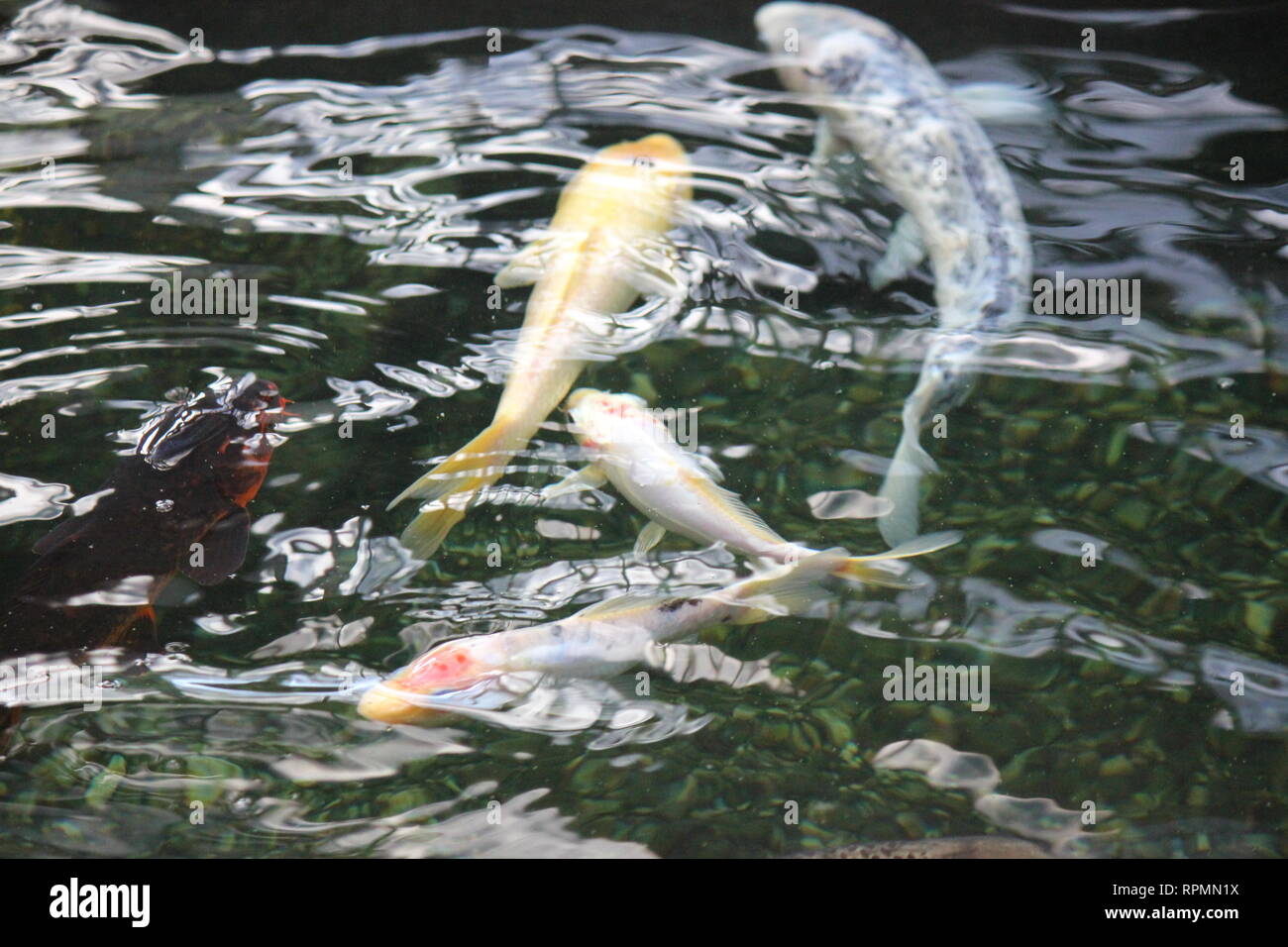 Flawless, stunning large koi nishikigoi, fish swimming around the pond. Stock Photo