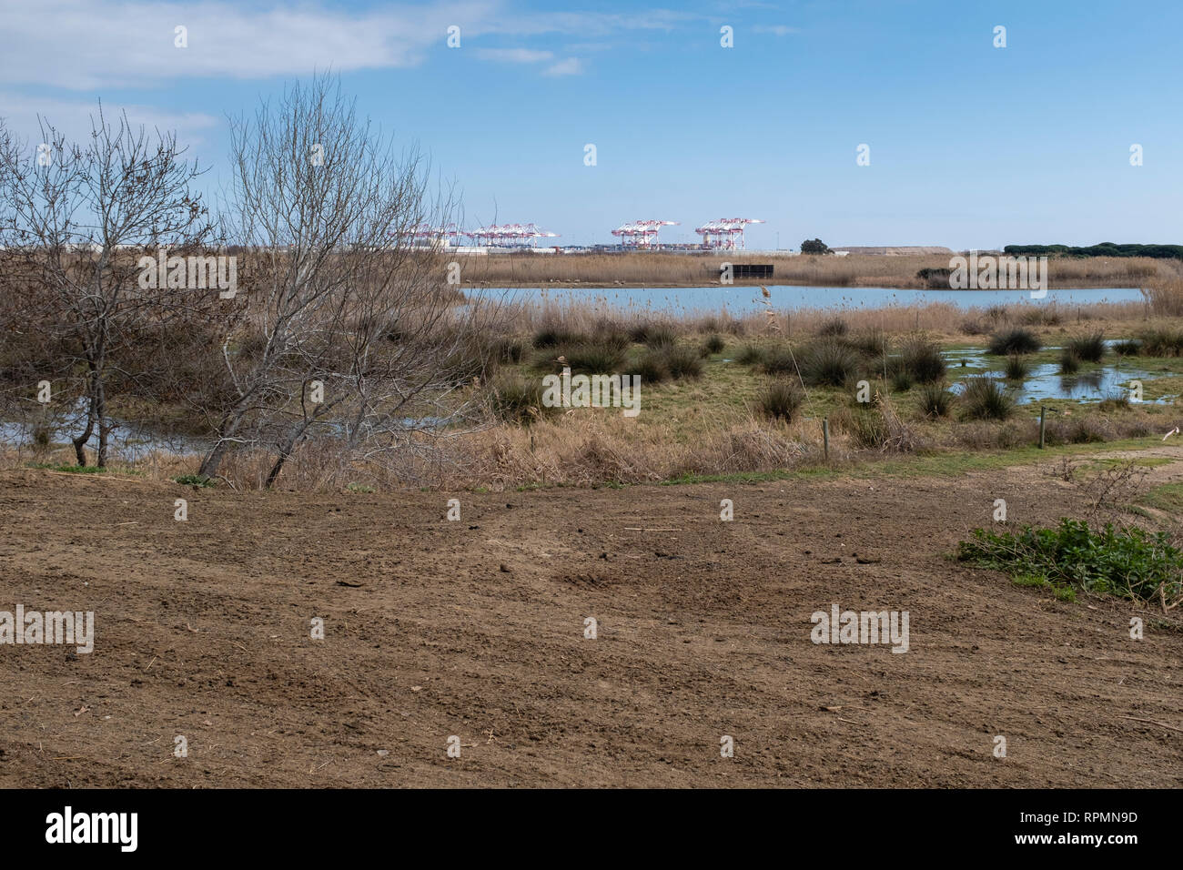 Natural Areas of the Llobregat Delta with the Barcelona industrial port area in background. Barcelona province. Catalonia. Spain. Stock Photo