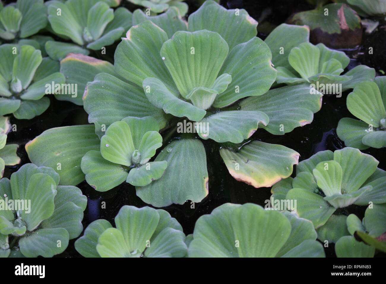 Flawless, stunning pistia water plant, water cabbage, water lettuce